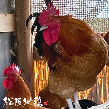 三重県の地鶏は松阪地鶏と熊野地鶏だけ！とりいちオリジナル松阪地鶏【とりいち本店】