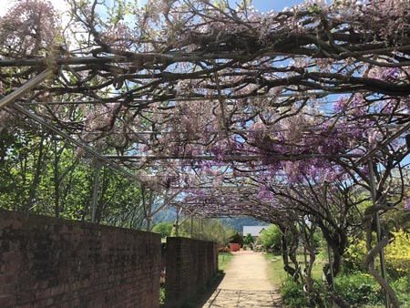 4月はチューリップ、5月はバラが見ごろの松阪農業公園ベルファーム