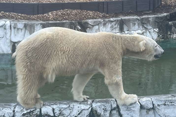 東山動植物園のコアラに会いに行こう！魅力あふれる動物園の魅力をご紹介