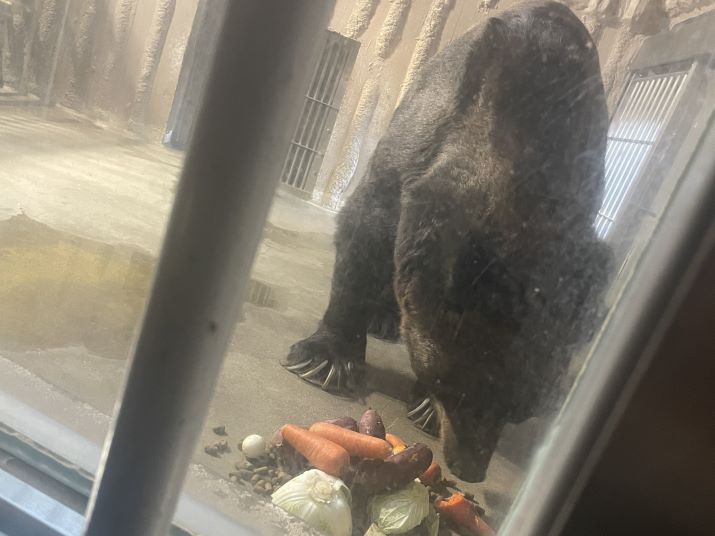 東山動植物園のコアラに会いに行こう！魅力あふれる動物園の魅力をご紹介