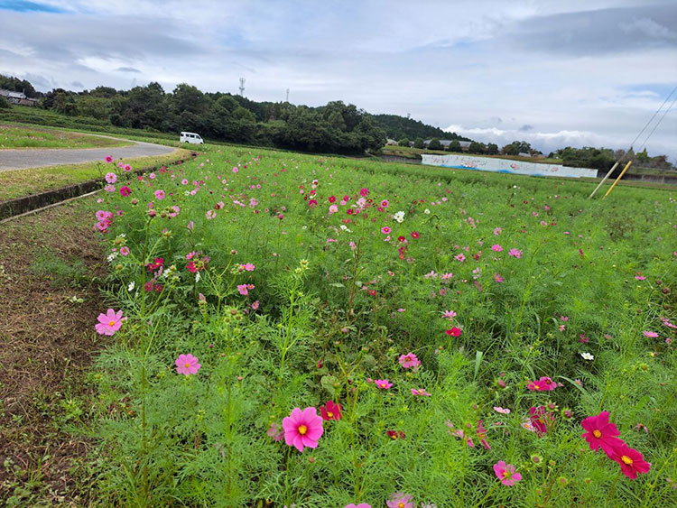 我が町MAP【とことめの里一志コスモス畑】をご紹介！