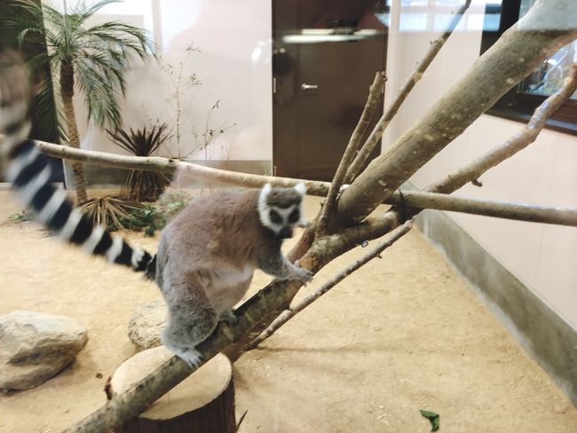 五桂池の動物園がリニューアル！ごかつら池どうぶつパークに行ってきた