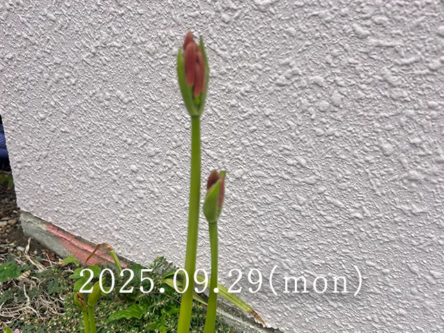 彼岸花（別名：曼珠沙華）の1週間観察記録