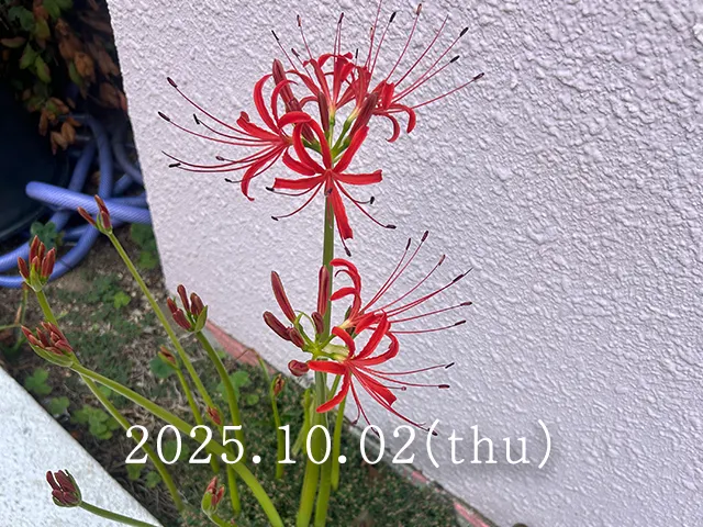 彼岸花（別名：曼珠沙華）の1週間観察記録