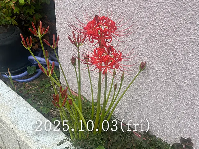 彼岸花（別名：曼珠沙華）の1週間観察記録