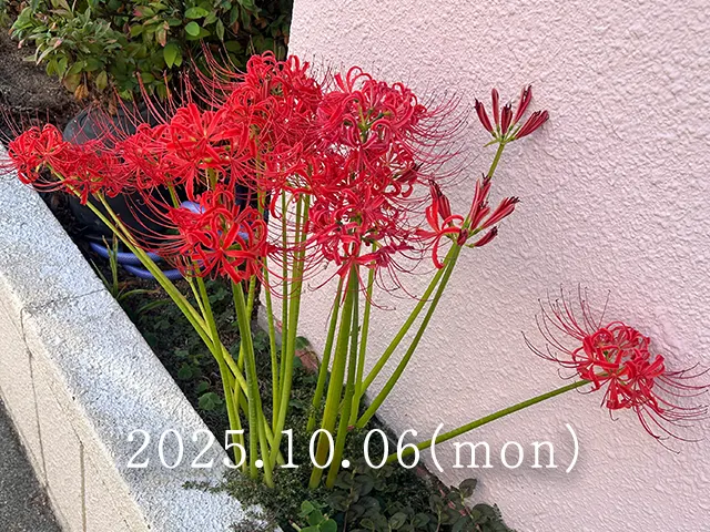 彼岸花（別名：曼珠沙華）の1週間観察記録