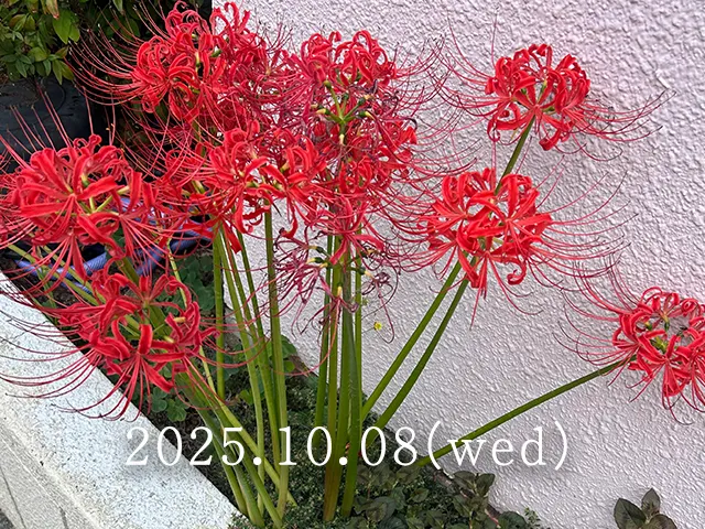 彼岸花（別名：曼珠沙華）の1週間観察記録