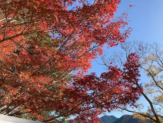 紅葉を満喫してきた in大台