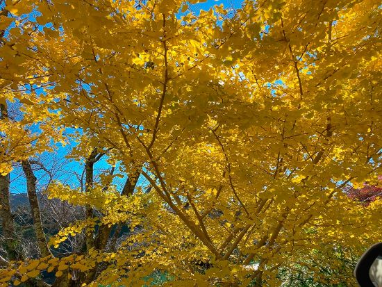 紅葉を満喫してきた in大台