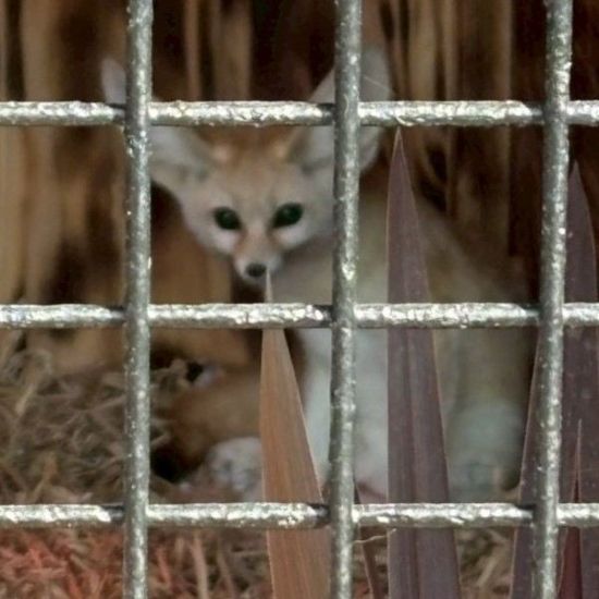 五桂池でいちご狩りとどうぶつパークを楽しみました