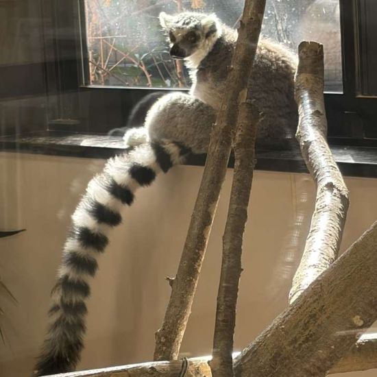 五桂池でいちご狩りとどうぶつパークを楽しみました