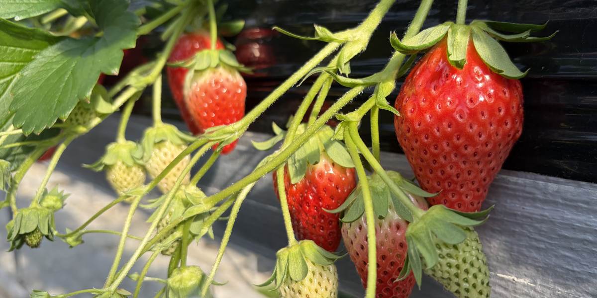 五桂池でいちご狩りとどうぶつパークを楽しみました